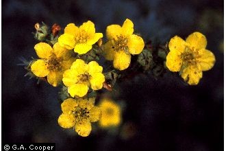 shrubby cinquefoil