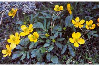 sagebrush buttercup