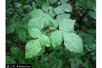 fragrant sumac