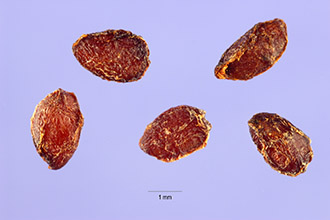 American black currant