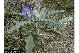 silverleaf nightshade