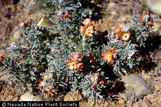 scarlet globemallow