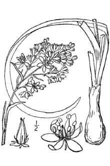 Nuttall's deathcamas