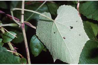graybark grape
